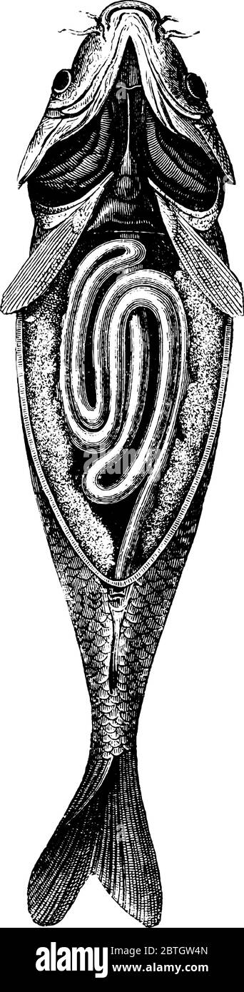 Gros poisson d'eau douce huileux, dessin de ligne vintage ou illustration de gravure. Illustration de Vecteur
