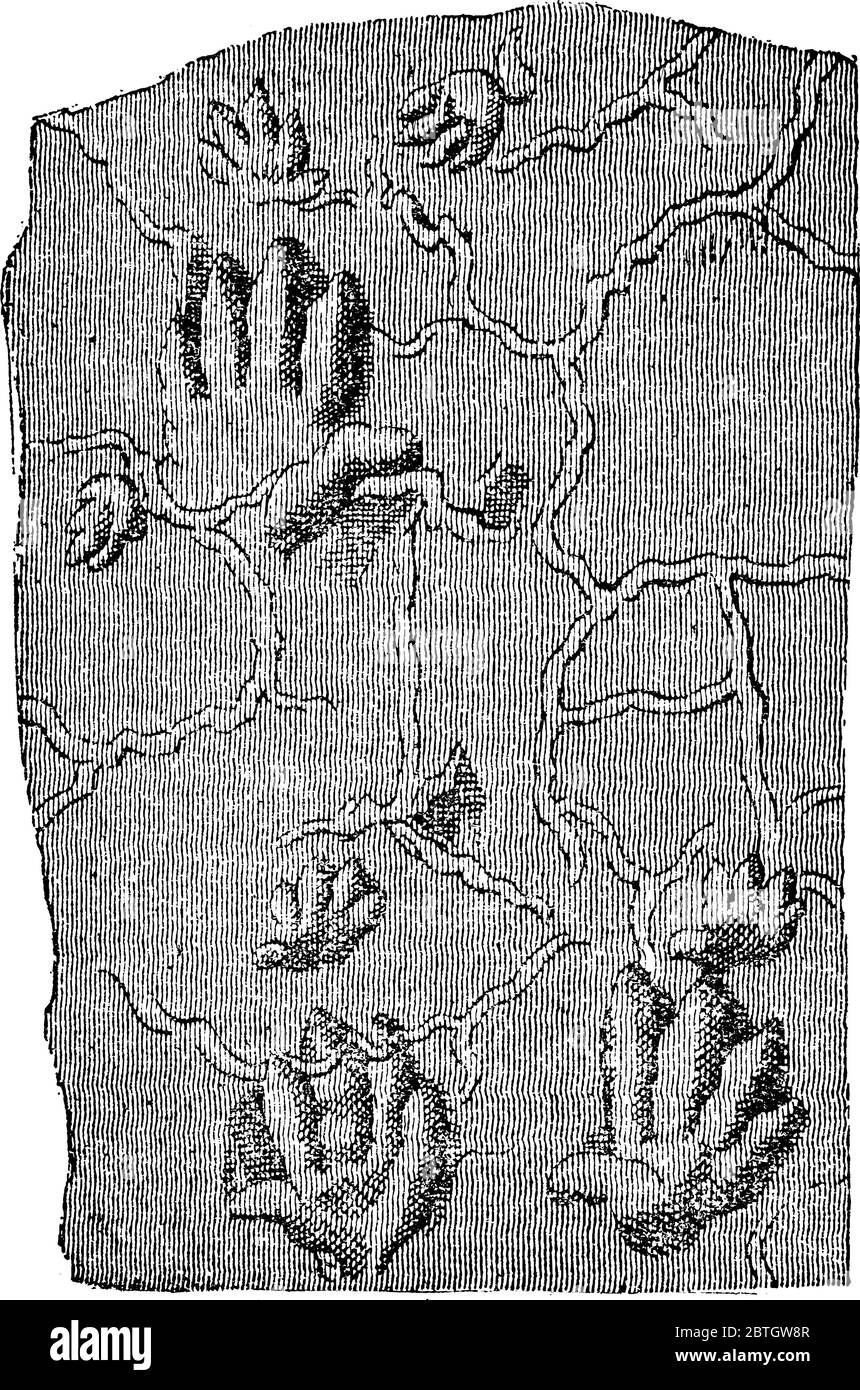 Illustration d'un fossile contenant des pistes de Chirotherium, dessin de ligne vintage ou illustration de gravure. Illustration de Vecteur