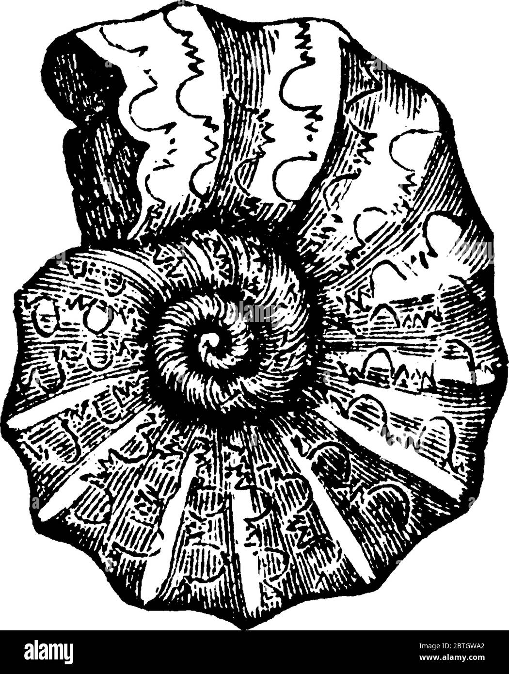 Une représentation typique de, 'Ammonites nodosus', avec le modèle de suture cératique sur sa coquille et les selles frileuses qui apparaissent peut être due à l'incréra Illustration de Vecteur