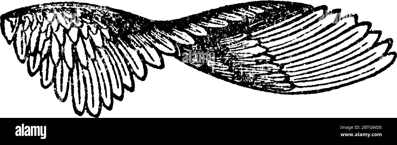 L'aile droite de la perdrix à pattes rouges, dessin de ligne vintage ou illustration de gravure. Illustration de Vecteur