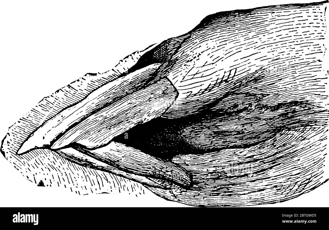 Mâchoire de jeune cheval castré mâle (vue latérale), dessin de ligne vintage ou illustration de gravure. Illustration de Vecteur