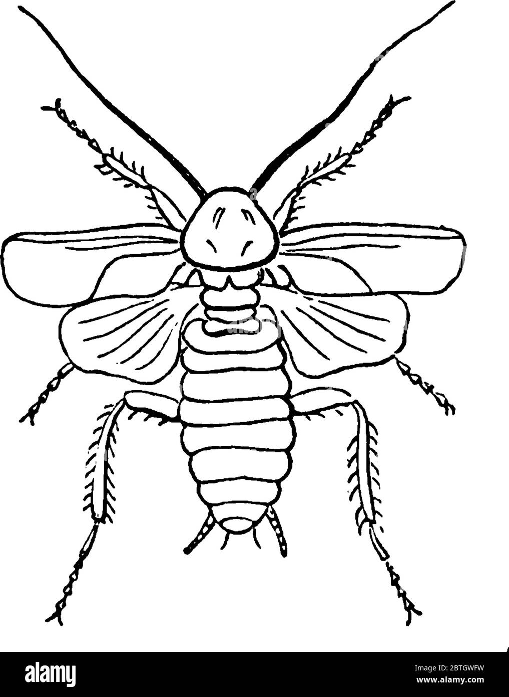 Les cafards sont des insectes de l'ordre de Blatodea, qui comprend également des termites, un dessin de ligne vintage ou une illustration de gravure. Illustration de Vecteur