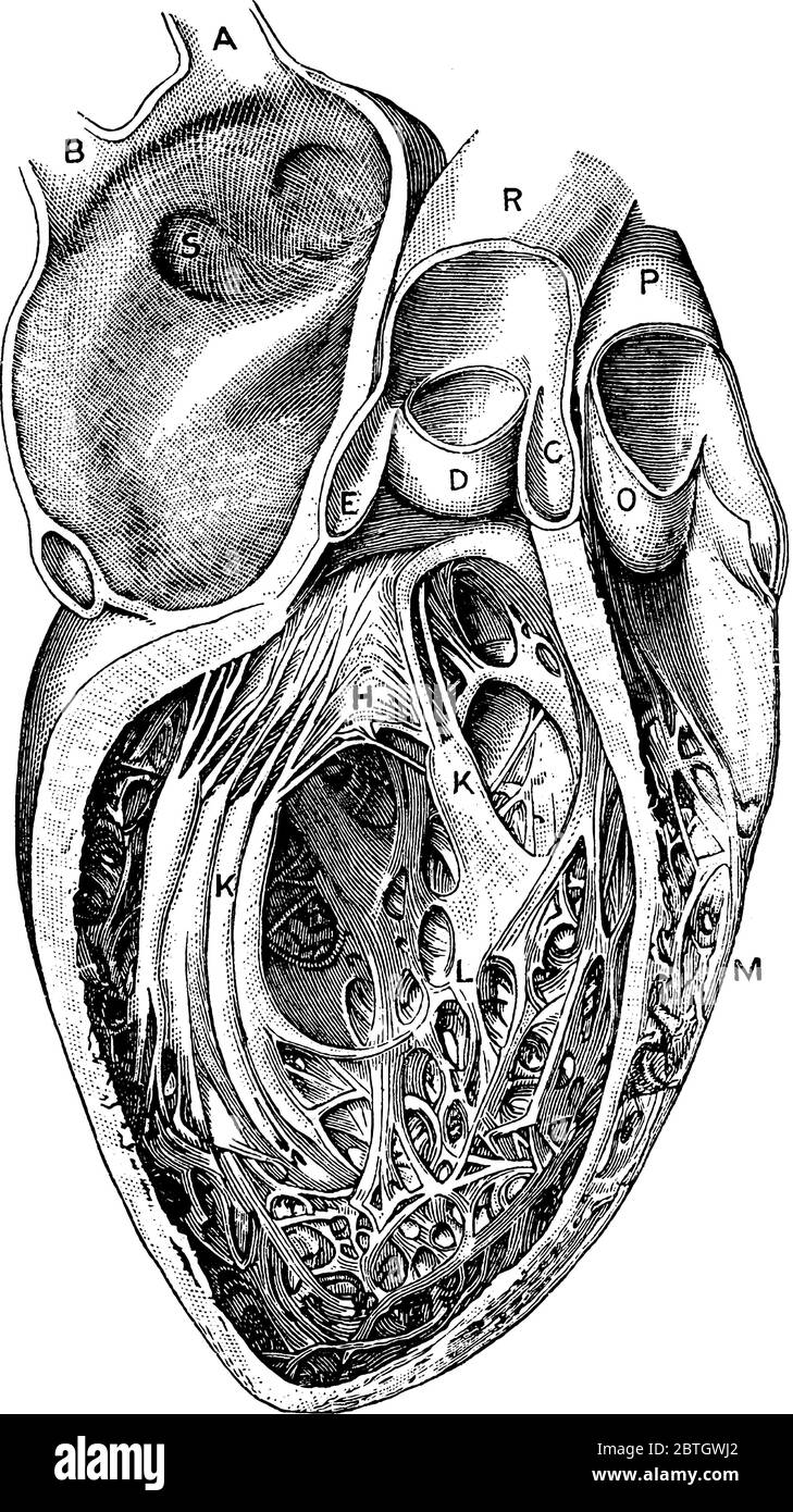 Les cavités du cœur, avec les parties, 'A, B', veines pulmonaires droites; S', ouvertures des veines pulmonaires gauches; 'E, D, C', valves aortiques; 'R', Aor Illustration de Vecteur
