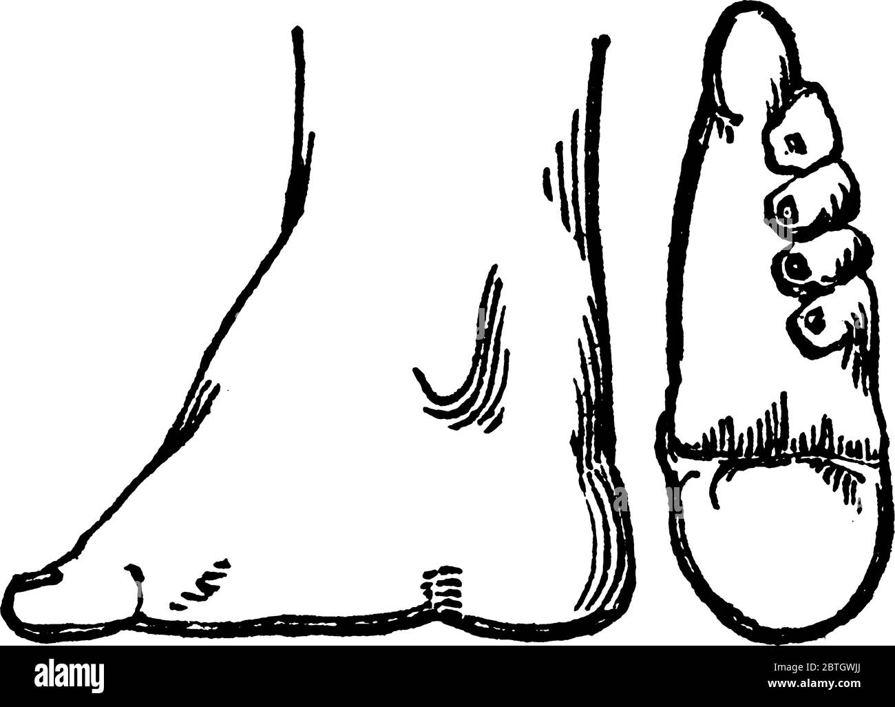 Anatomie pied tendons Banque d