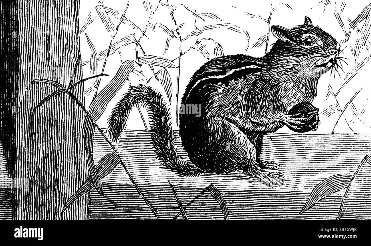 Chipmunk est un petit écureuil rayé de la famille des rongeurs, dessin de ligne vintage ou illustration de gravure. Illustration de Vecteur