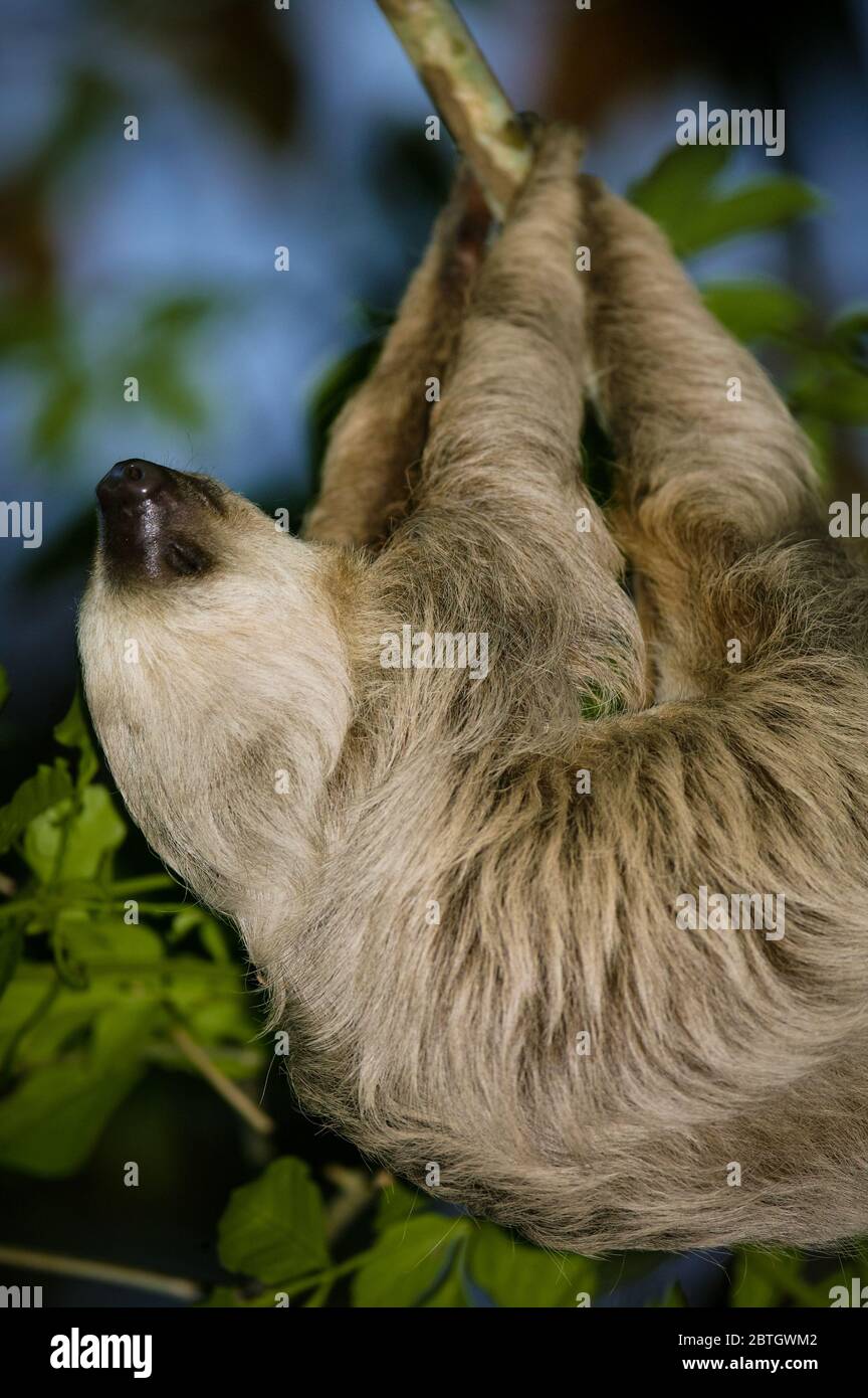 Une loth à deux doigts, Choloepus hoffmanni, dans la forêt tropicale du parc métropolitain, Panama City, République du Panama. Banque D'Images