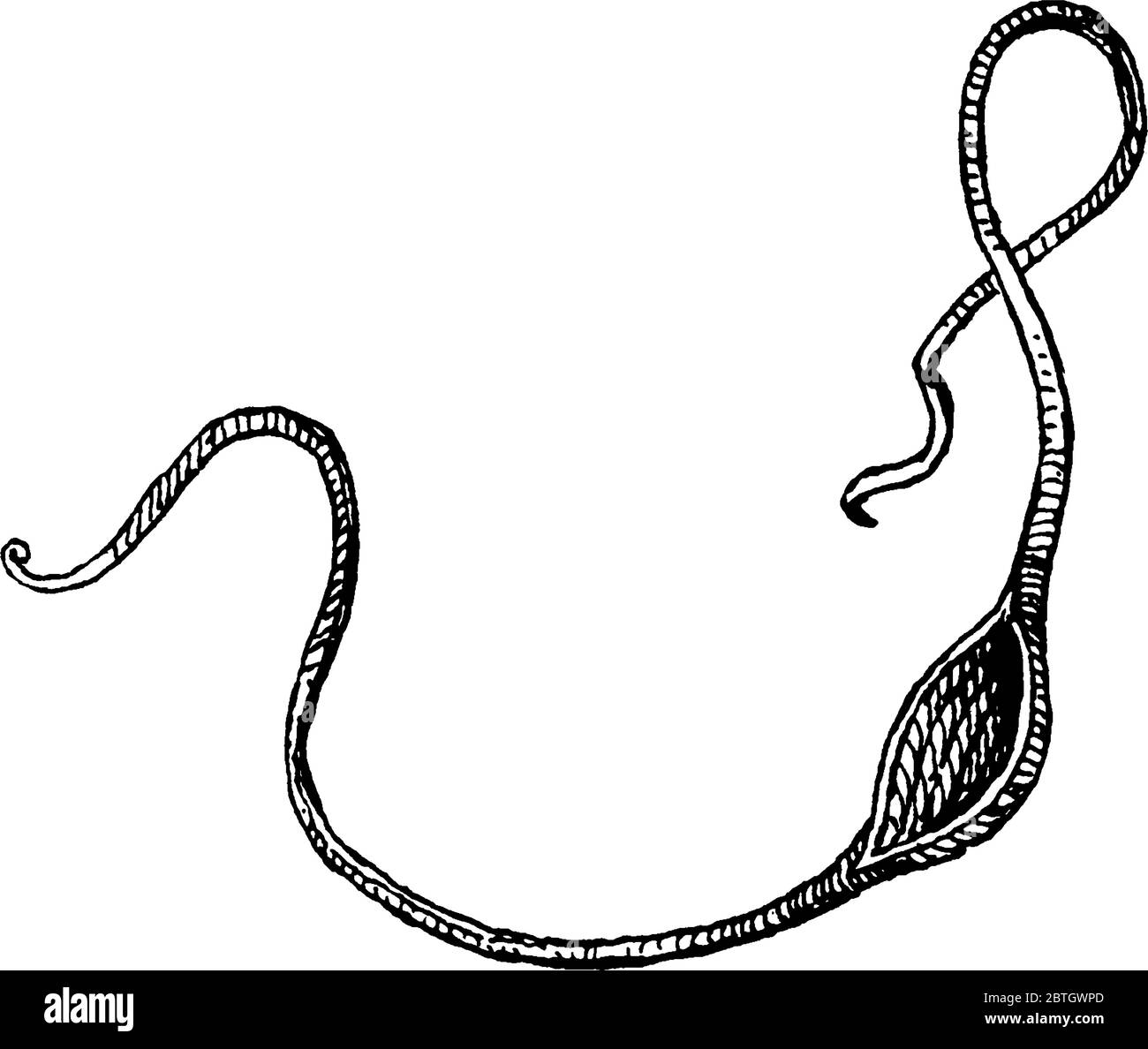 Dans l'élingue, la pierre est logée à la sangle, et, les extrémités des cordes étant tenues dans la main, l'élingue est rapidement tourbillonnée dans un cercle, et t Illustration de Vecteur