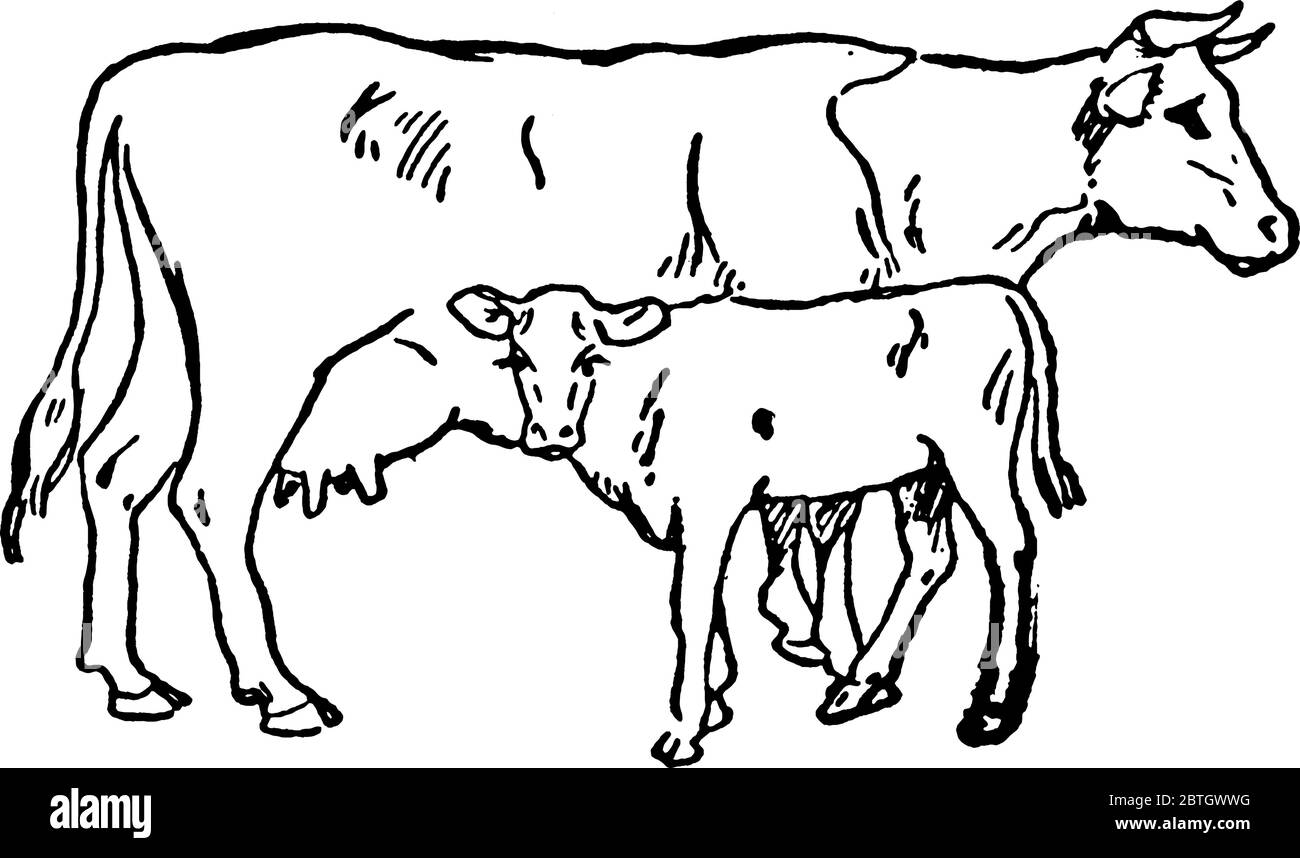 Une vache avec son veau, dessin de ligne vintage ou illustration de gravure. Illustration de Vecteur