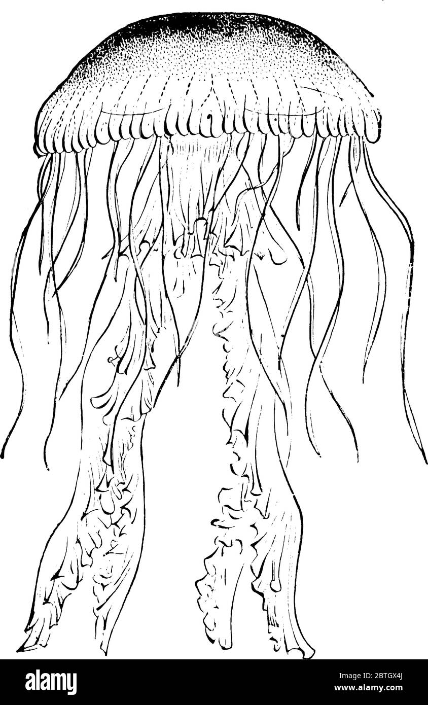 Les méduses sont des animaux marins du phylum Cnidarian, ils sont un clade monophylétique et flottent librement à travers les océans du monde, ligne vintage dessinant o Illustration de Vecteur