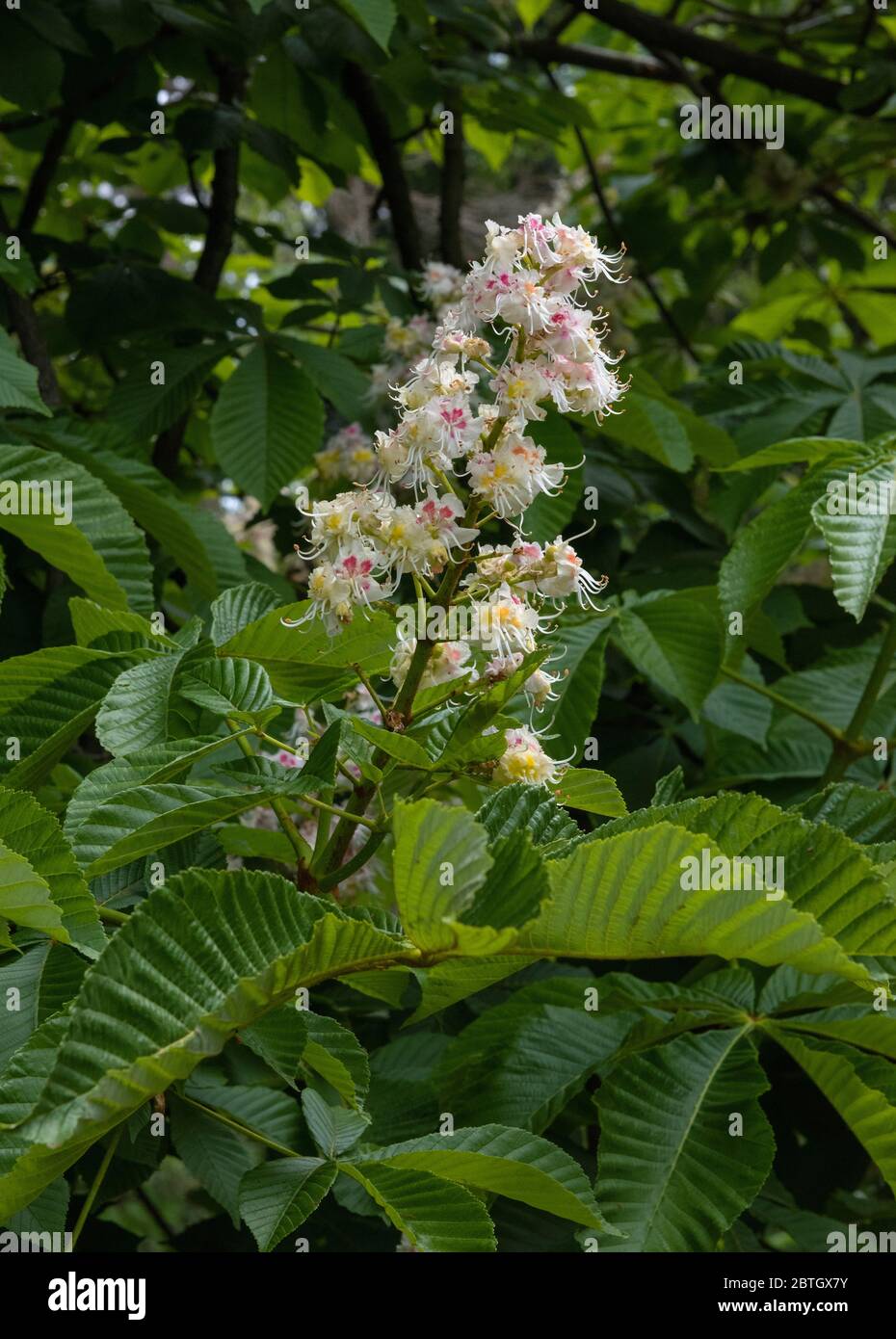 Châtaignes de cheval en fleur ou arbre de Conker (Aesculus hippocastanum) Banque D'Images