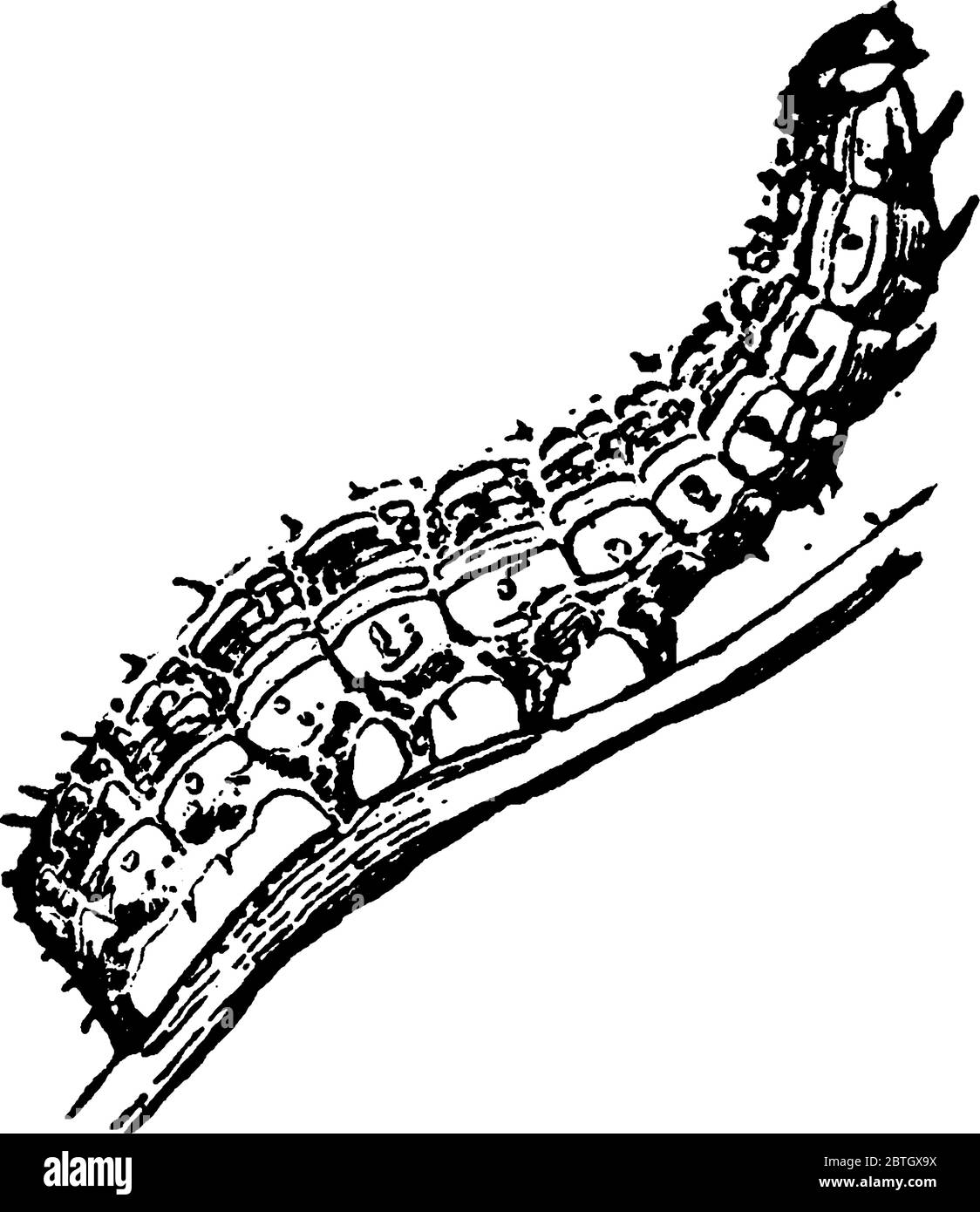 Le stade larvaire de la teigne, espèce Heliothis armiger, rampant sur les branches de l'arbre. Il a une tête large et sombre, avec son corps qui a sp Illustration de Vecteur