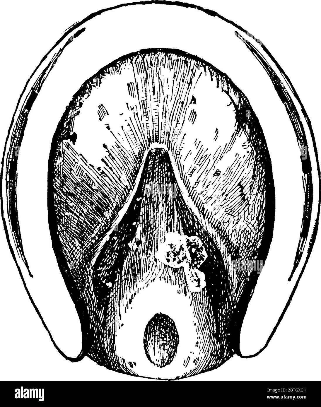 Montrez le bout unique du cheval., dessin de ligne vintage ou illustration de gravure. Illustration de Vecteur