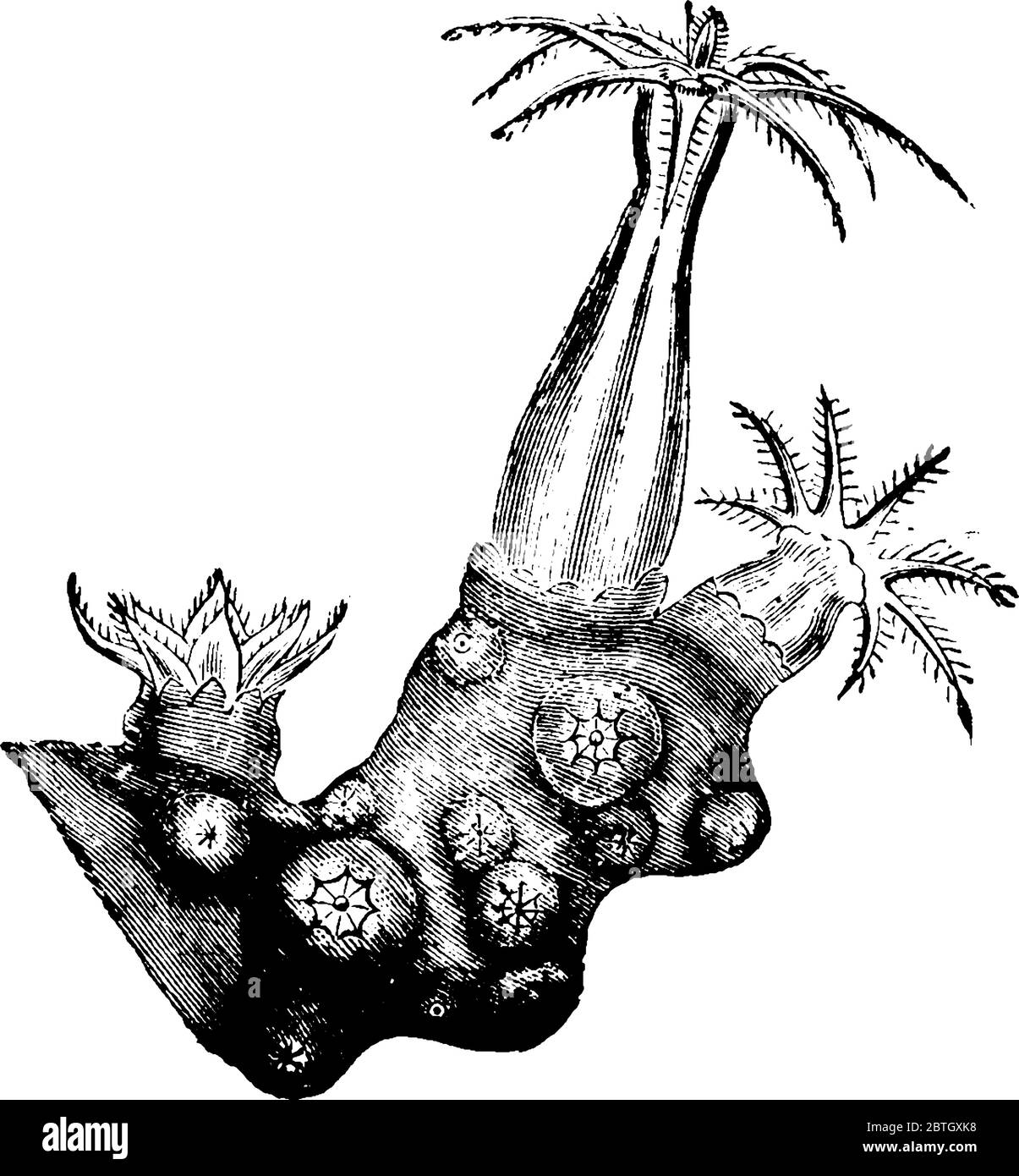 Corals Polyp est un invertébré marin dans le phylum Cnidarian, ils ont des organismes à corps mou liés aux anémones de mer et aux méduses, la ligne de la dra Illustration de Vecteur