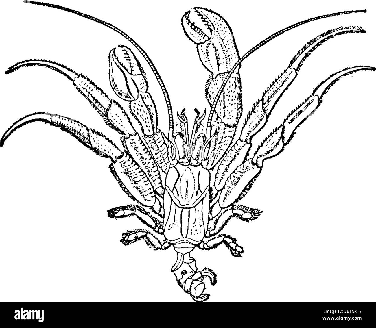 Les crabes ermite, généralement observés dans la zone intertidale, par exemple dans les bassins de marée, ont des abdomes longs et doux, un dessin de ligne vintage ou une gravure illustrae Illustration de Vecteur