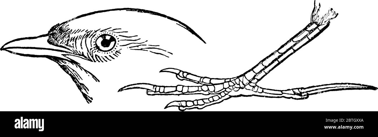 On y trouve l'oiseau de passereau de taille moyenne, l'espèce Alauda arvensis, le visage de Lark avec des distincteyes et des bills avec lesquels ils creusent pour découvrir de la nourriture; a Illustration de Vecteur