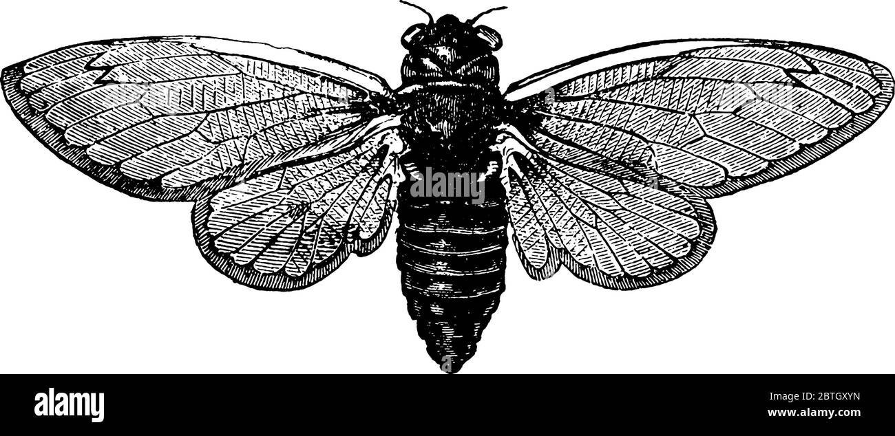 Une mouche cicada pleine croissance, caractérisée par trois articulations dans leur tarsi, et ayant de petites antennes avec des bases coniques et trois à six segments, Illustration de Vecteur