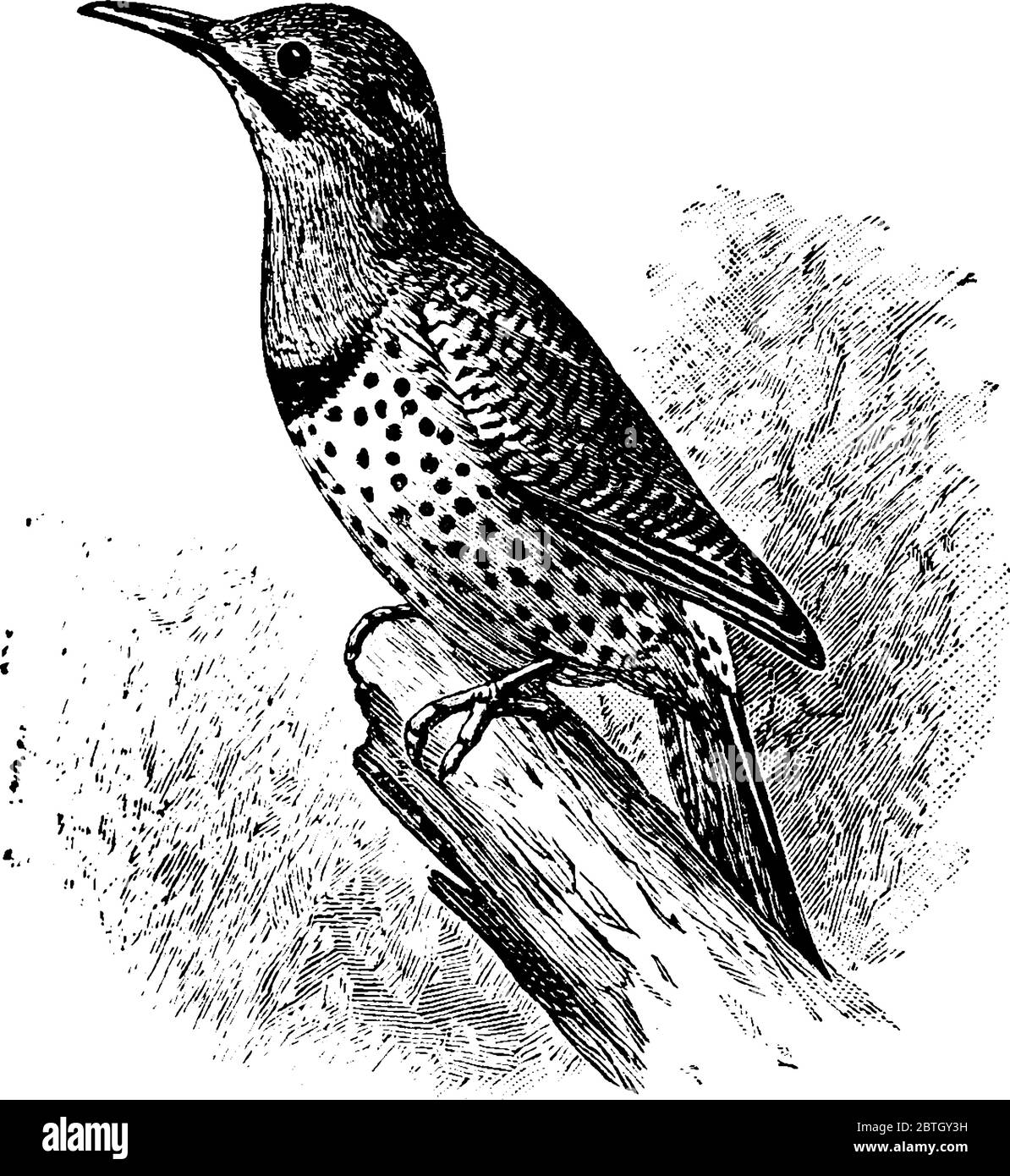 la figure montre un scintillement nordique, les scintillements apparaissent brunâtres globalement avec une tache noire sous le cou souvent visible lorsqu'ils sont perchés, ligne vintage dessinant o Illustration de Vecteur la figure montre un scintillement nordique, les scintillements apparaissent brunâtres globalement avec une tache noire sous le cou souvent visible lorsqu'ils sont perchés, ligne vintage dessinant o Illustration de Vecteur