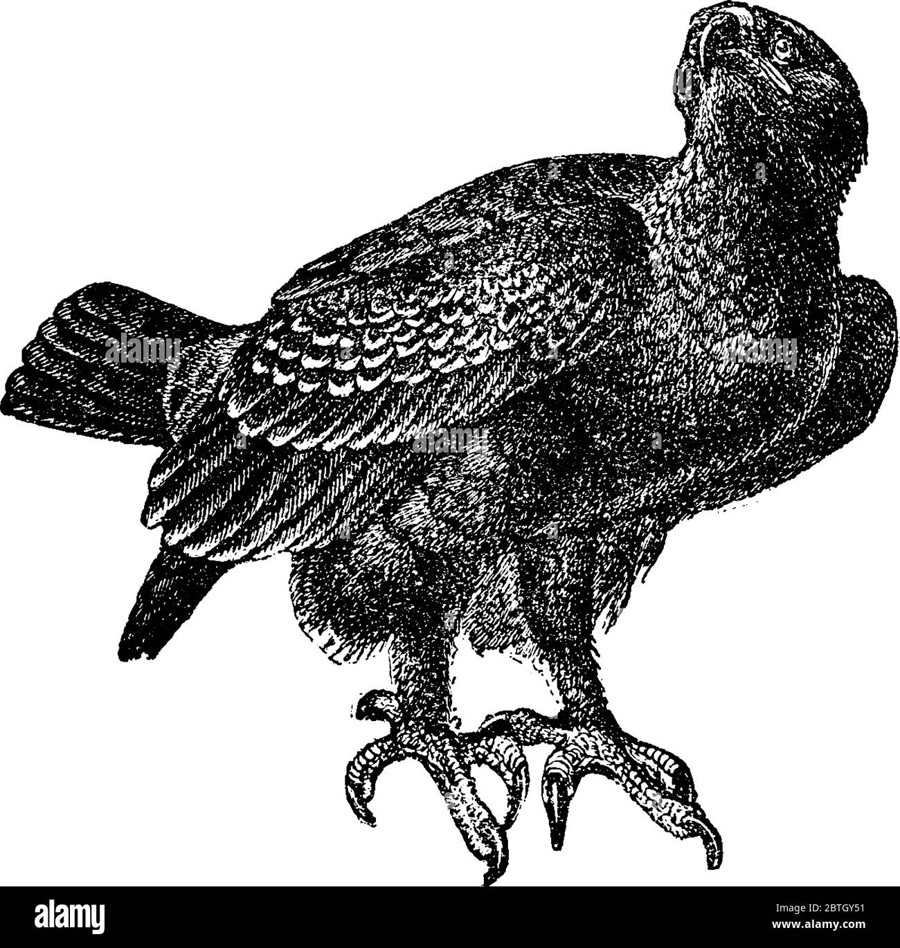 Le Screamer, grand oiseau volumineux, avec une petite tête en bas, de longues jambes et de grands pieds qui ne sont que partiellement webbed. En général, ils ont de grandes spires o Illustration de Vecteur