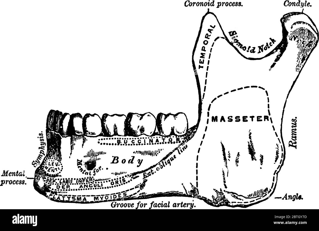 L'os le plus grand et le plus fort du visage et sert à la réception des dents inférieures, avec ses parties étiquetées, vintage dessin de ligne ou gravure Illustration de Vecteur