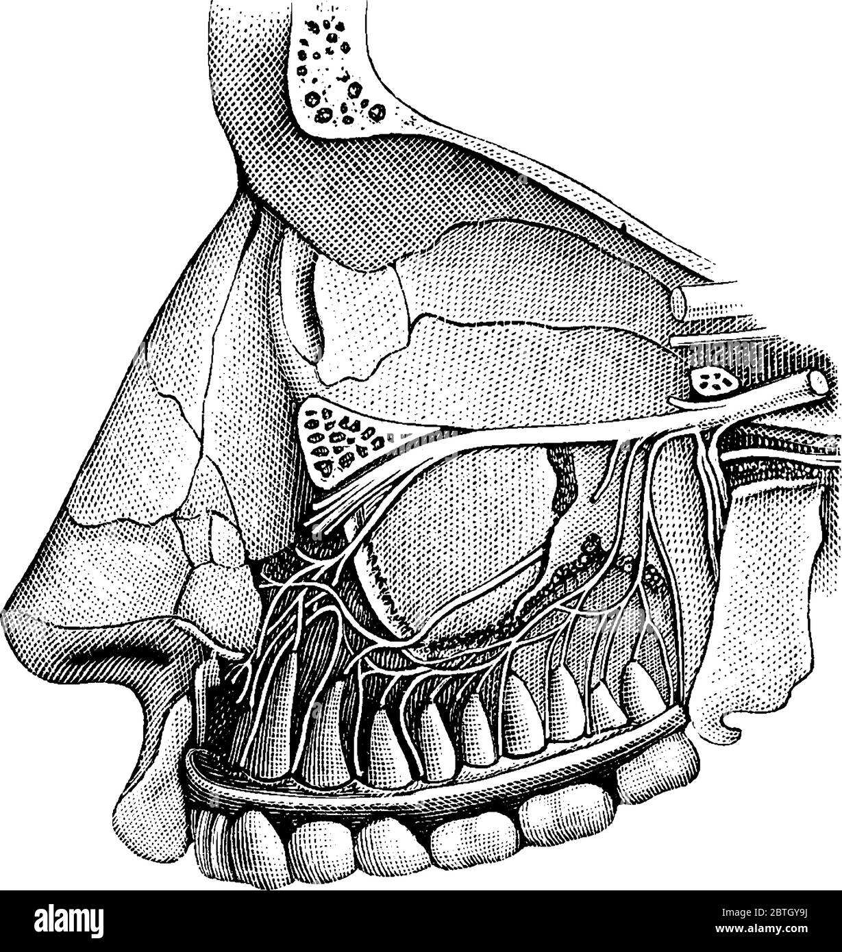 Les branches dentaires de l'une des divisions de la cinquième paire de nerfs crâniens fournissent les dents supérieures, le dessin de ligne vintage ou le rapport d'illustration Illustration de Vecteur