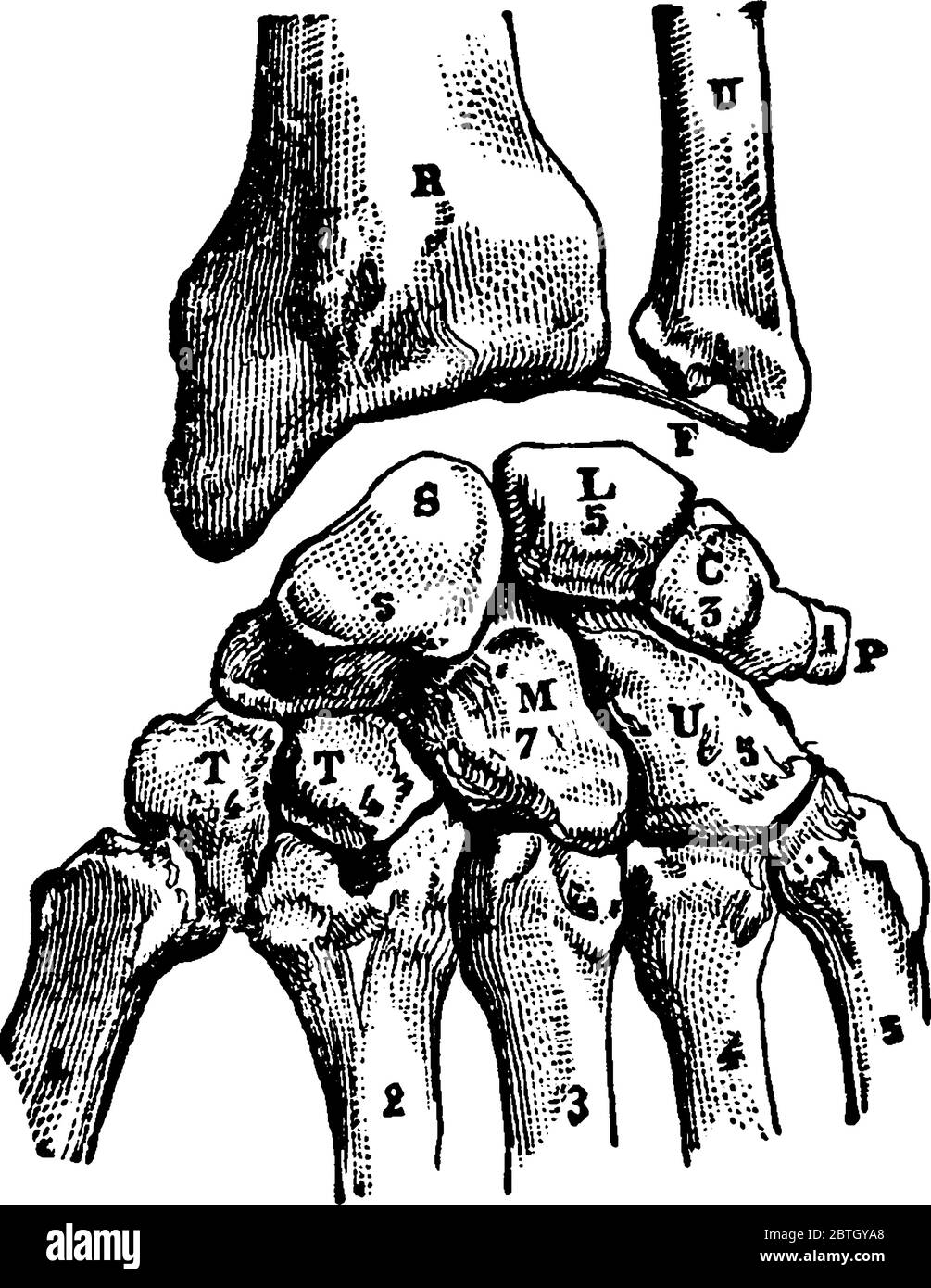 OS carpiens de la main ils sont disposés en deux rangées de quatre a proximal et une rangée distale, dessin de ligne vintage ou illustration de gravure. Illustration de Vecteur OS carpiens de la main ils sont disposés en deux rangées de quatre a proximal et une rangée distale, dessin de ligne vintage ou illustration de gravure. Illustration de Vecteur