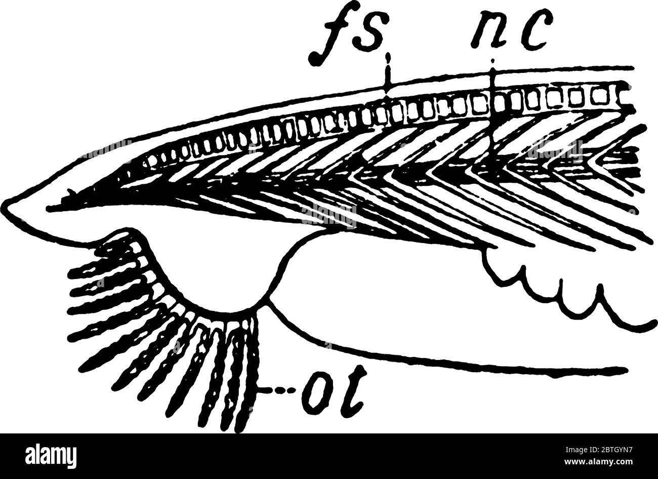 Vue latérale d'Ampioxus, avec ses parties, supports, notochord, tentacules oraux étiquetés respectivement comme, 'fr, nc, OT', dessin de ligne vintage ou gravure i Illustration de Vecteur