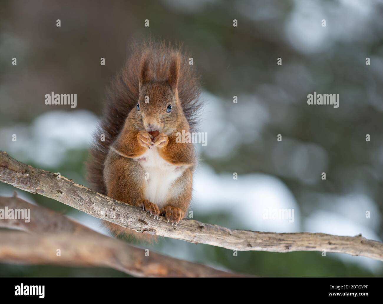 Écureuil dans la forêt d'hiver Banque D'Images