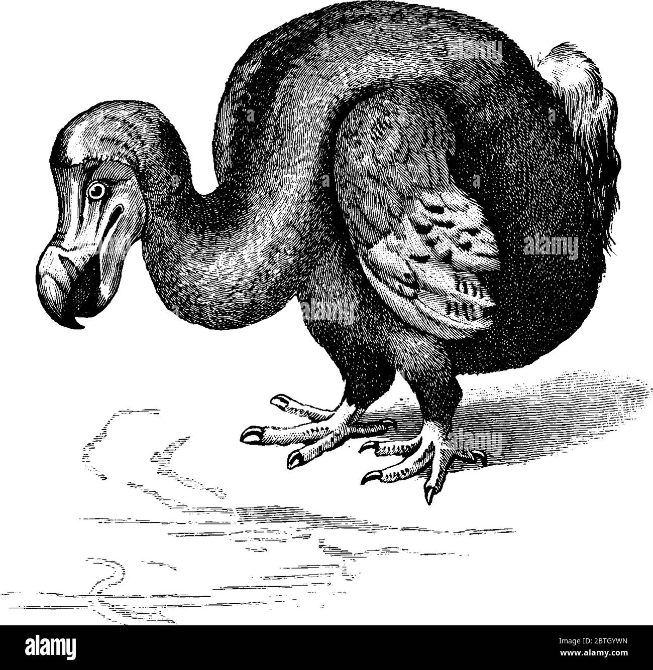 Le Dodo est éteint oiseau sans vol dans la famille Columbidae de Maurice (une île de l'océan Indien), également appelé Raphus cucullatus., lin vintage Illustration de Vecteur