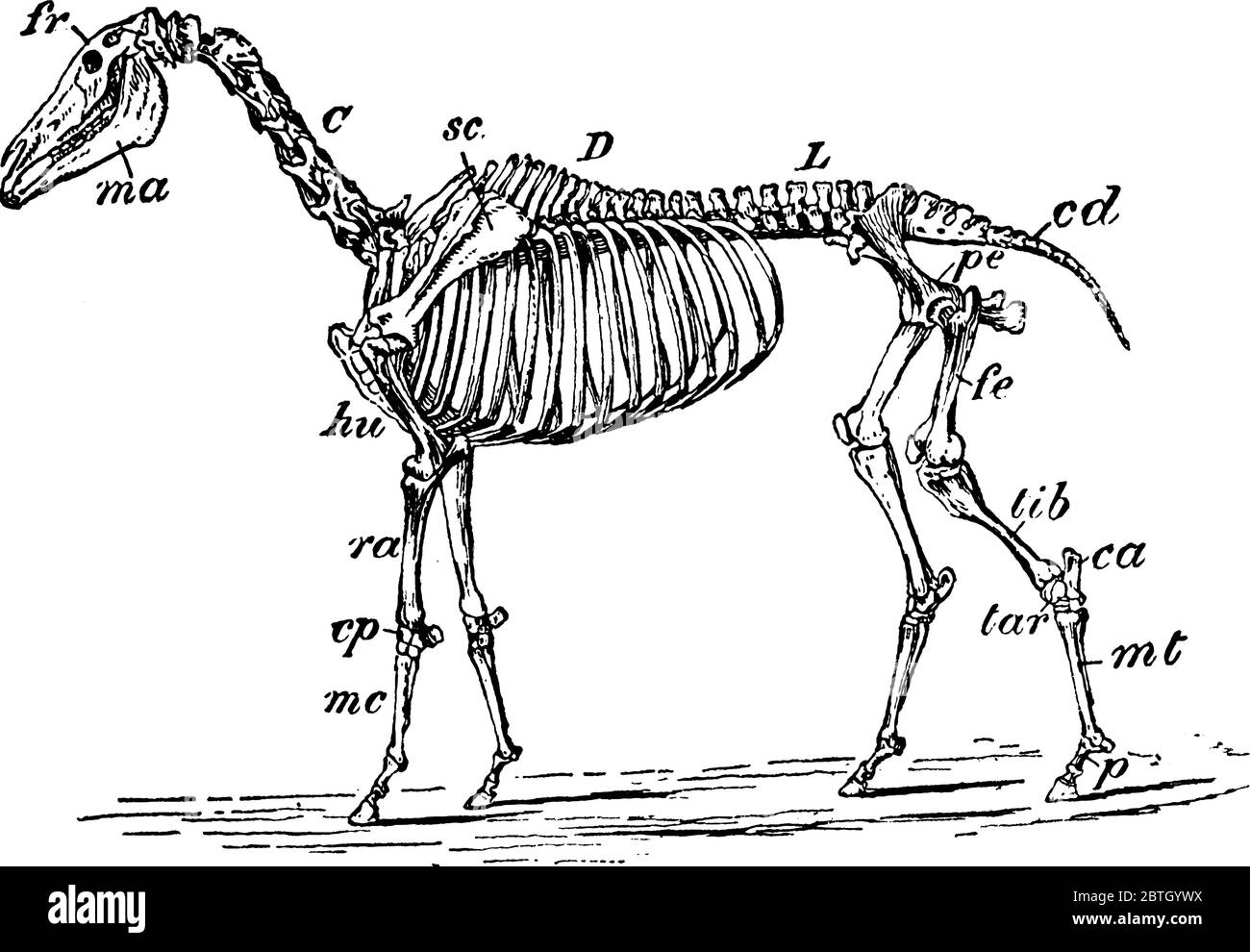 Le squelette d'un cheval, avec ses parties, étiqueté, dessin de ligne vintage ou illustration de gravure. Illustration de Vecteur
