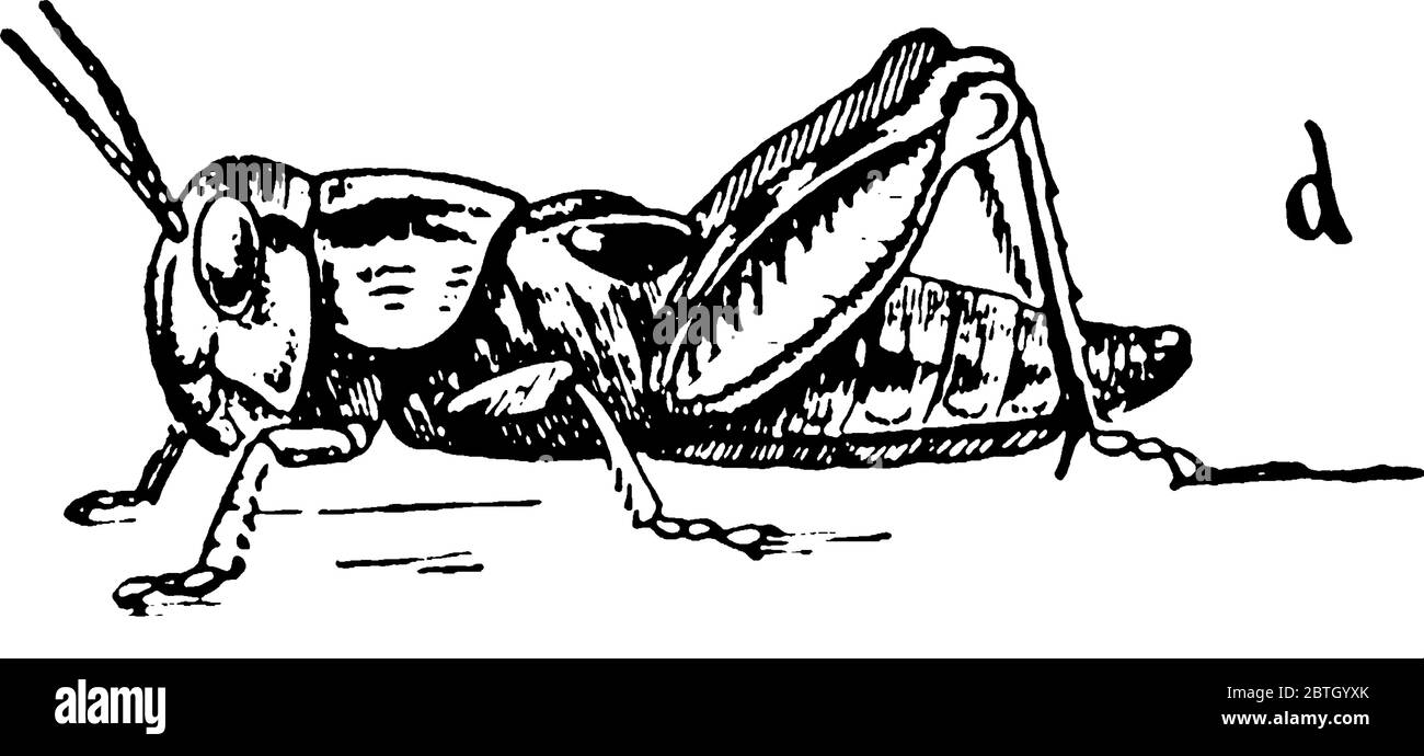 Cycle de vie de Locust stade quatre, ils poussent des bourgeons d'aile comme illustré., dessin de ligne vintage ou illustration de gravure. Illustration de Vecteur