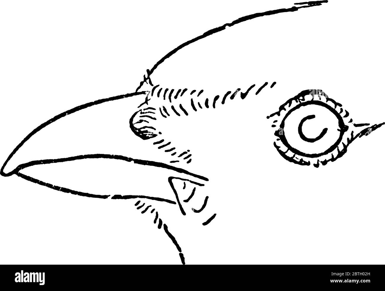 On y trouve l'oiseau de passerine de taille moyenne, l'espèce Melanocorypha calandra, le visage de Lark avec des distincteyes et des lamants de taille moyenne avec lesquels t Illustration de Vecteur