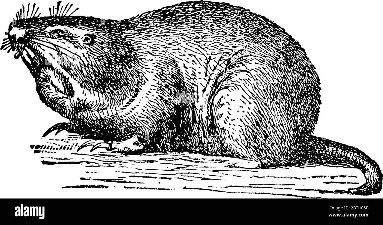 Les Gophers sont des rongeurs en ébarde de la famille des Geomyidae, un animal qui mielle le sol en y enfouissant, avec de grandes poches de joue, de petits yeux A. Illustration de Vecteur