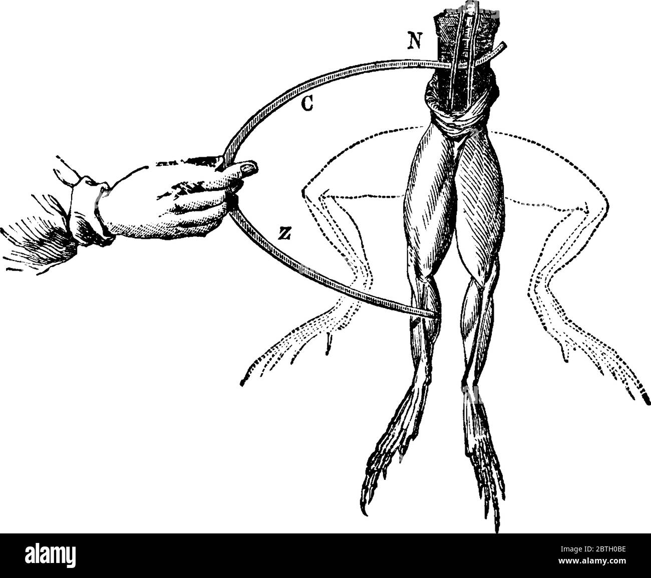 Indique que chaque fois que les nerfs de la jambe d'une grenouille ont été touchés par un métal et que les muscles par un autre, des convulsions ont eu lieu en amenant les deux diffuseurs Illustration de Vecteur