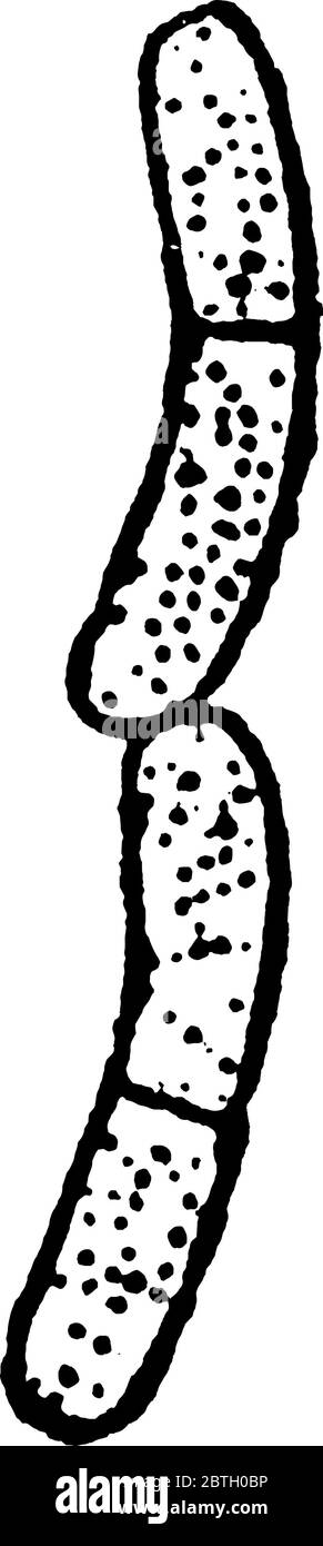 Représentation typique d'une paire de bacilles qui se développent et se divisent activement, comme des sphères à l'intérieur d'une tige, un dessin de ligne vintage ou une illustration de gravure Illustration de Vecteur