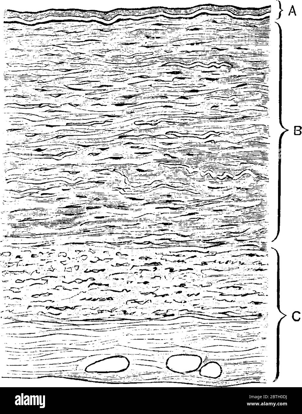 La section transversale à travers la paroi d'une veine avec ses parties tunica intima, tunica media et tunica externa, marqué a, B et C, ligne vintage d Illustration de Vecteur