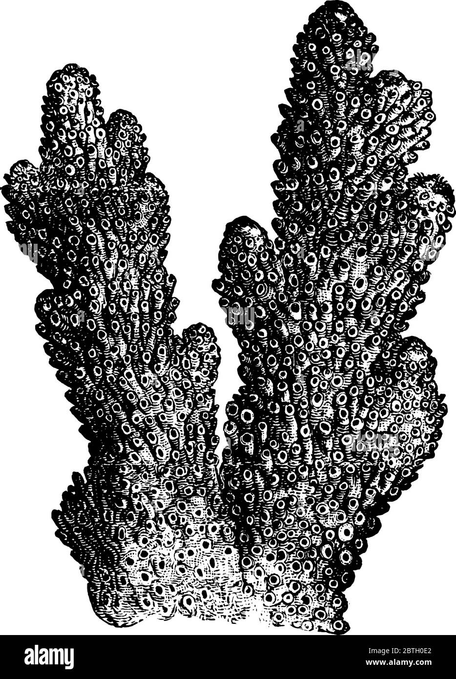 Morceau de corail fondé sous-marin utilisé comme usage médicinal, dessin de ligne vintage ou illustration de gravure. Illustration de Vecteur