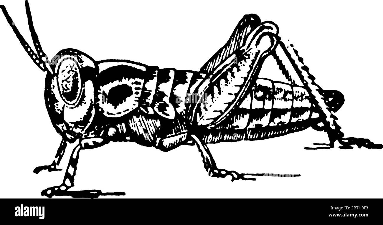 Cycle de vie de Locust stade trois, les nymphes ont versé leur peau pour permettre une croissance plus importante., dessin de ligne vintage ou illustration de gravure. Illustration de Vecteur