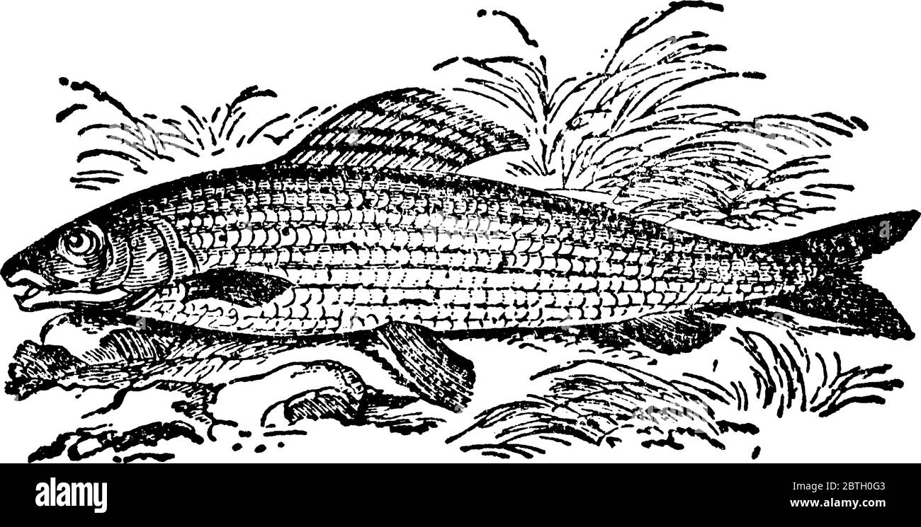 Un genre de poissons d'eau douce de la famille des saumons, avec la bouche et les dents plus petites, et par la longue nageoire dorsale à plusieurs rayons. Le genre est représenté Illustration de Vecteur