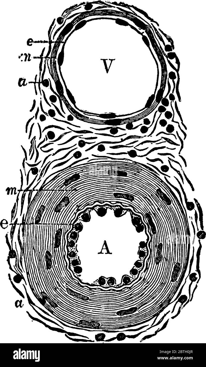 La section transversale à travers une petite artère et veine, avec ses parties étiquetées comme artère, veine, doublure épithéliale, muscle moyen et co élastique Illustration de Vecteur