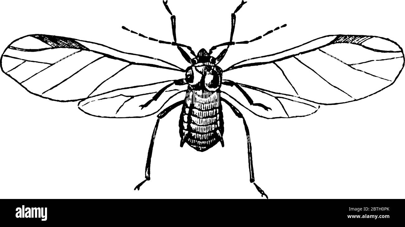Les pucerons sont de petits insectes suceurs de sève et des membres de la superfamille Aphidoïdea, dessin de ligne vintage ou illustration de gravure. Illustration de Vecteur