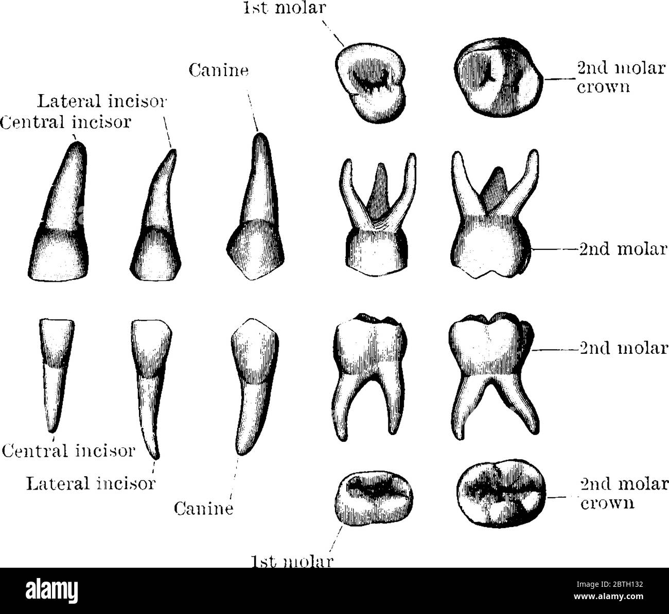 Les dents temporaires du côté gauche, disposées en trois rangées différentes, en fonction de leurs vues. Leurs pièces respectives sont étiquetées, dessin de ligne vintage Illustration de Vecteur