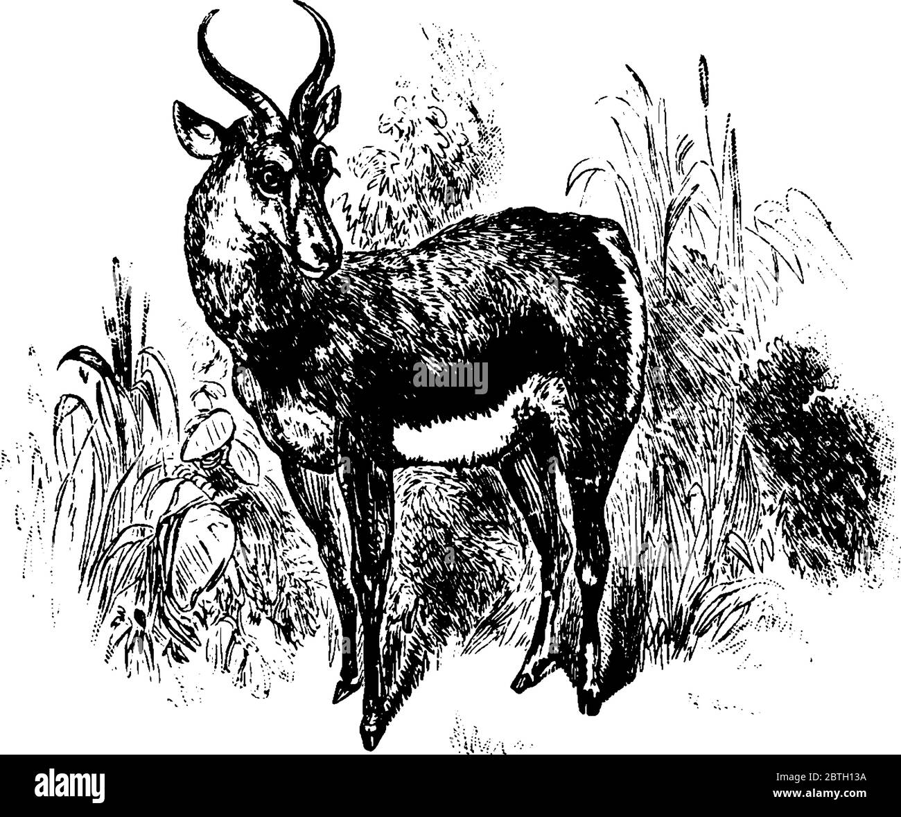 Une gazelle est un animal en forme de cerf avec deux cornes au-dessus de la tête se déplaçant sur l'herbe, dessin de ligne vintage ou illustration de gravure. Illustration de Vecteur