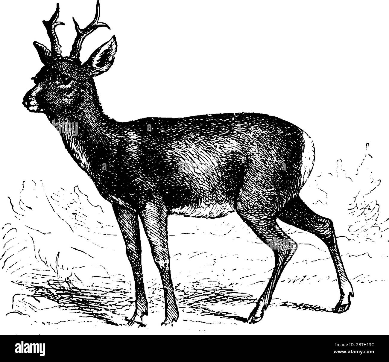 Deer-Cervidae, dessin de ligne vintage ou illustration de gravure. Illustration de Vecteur