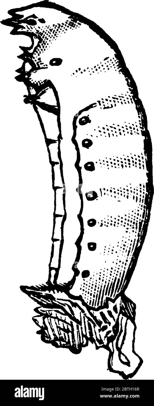 Epicuta vittata espèce de mouche espagnole coarctata larva de côté, dessin de ligne vintage ou illustration de gravure. Illustration de Vecteur