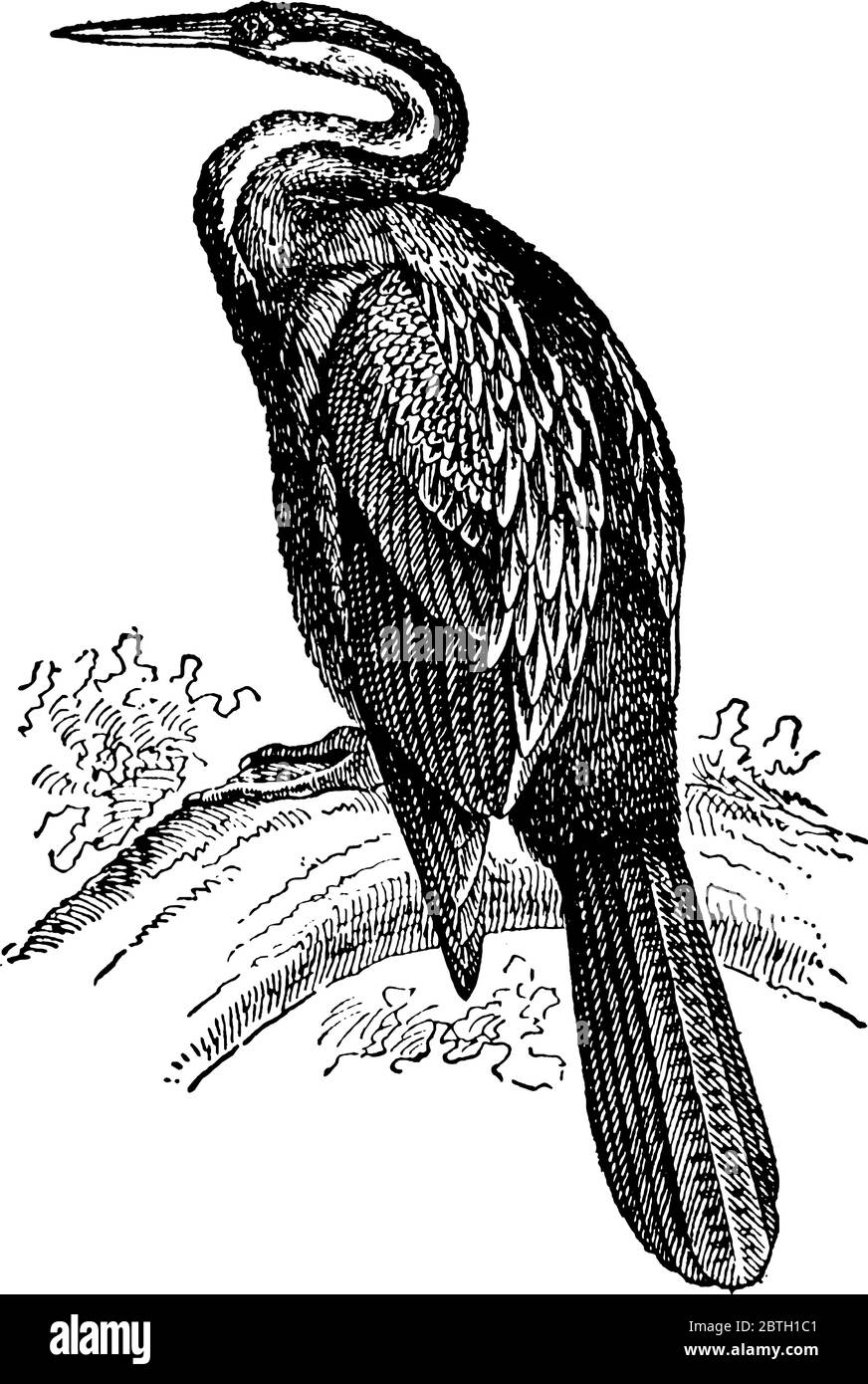 Anhinga est un oiseau d'eau des parties chaudes de l'Amérique, également connu sous le nom de Snake Bird., dessin de ligne vintage ou illustration de gravure. Illustration de Vecteur