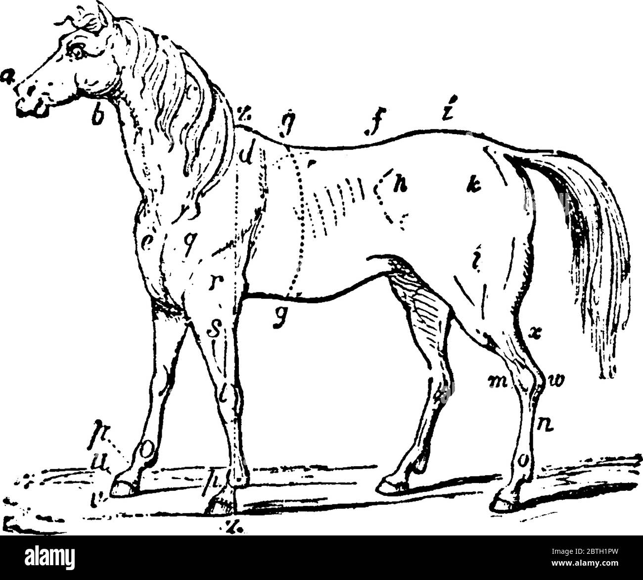 Un cheval, dessin de ligne vintage ou une illustration de gravure. Illustration de Vecteur