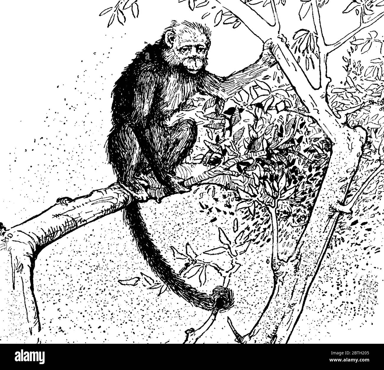 Représentation typique d'un singe dans un arbre, il s'agit de groupes ou d'espèces de mammifères, de dessins de lignes millésimés ou d'illustrations gravées. Illustration de Vecteur