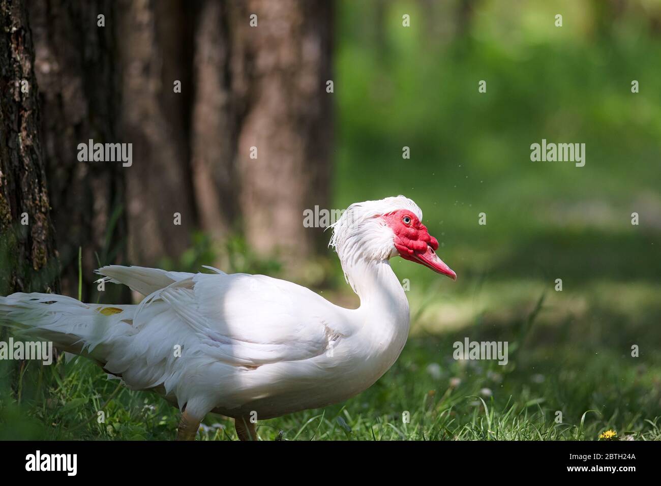Vue sur le canard musqué blanc. Agriculture locale. Banque D'Images