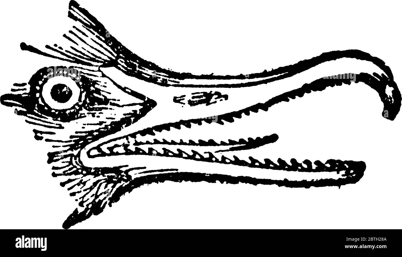 Un oiseau à pieds dans la famille des canards. Le mâle adulte mesure 26 pouces de longueur avec la tête et la partie supérieure du cou d'un vert brillant riche, TH Illustration de Vecteur