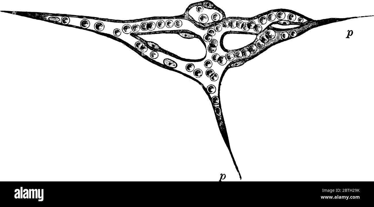 Réseau capillaire isolé formé par la jonction de plusieurs cellules en circulation, et contenant des globules de sang colorés dans un fluide clair, avec son ap Illustration de Vecteur